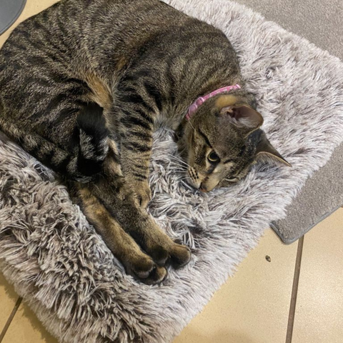 Cat sales sleeping mat